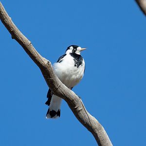 Magpie Lark