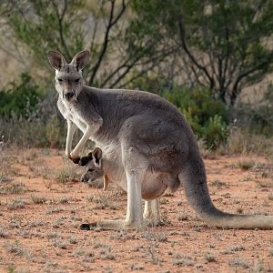 Red Kangaroo female and joey