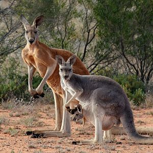 Red Kangaroo family