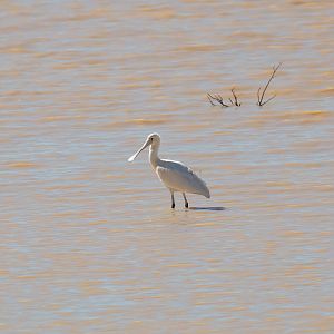 Yellow-billed Spoonbill