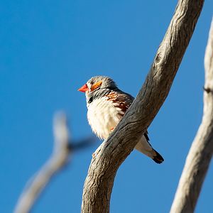 Zebra Finch