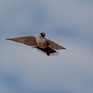 Black-faced Woodswallow