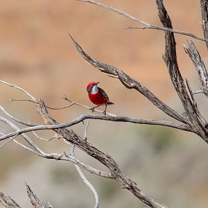 Crimson Chat