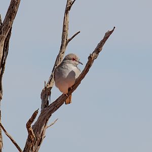 Diamond Dove