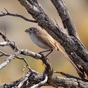 Eyrean Grasswren