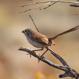 Eyrean Grasswren