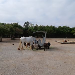 Hilarious size difference between horse breeds - Zoopark Erfurt