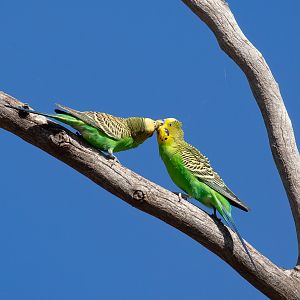Budgerigars