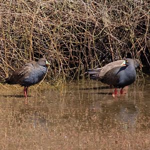 Black-tailed Native Hens