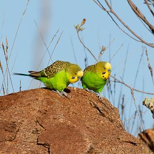 Budgerigars