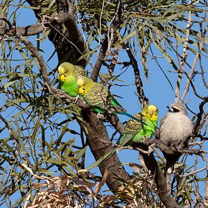 Budgerigars and a Black-faced Woodswallow
