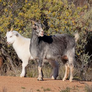 Feral Goats