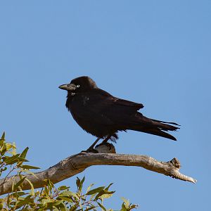 Little Crow