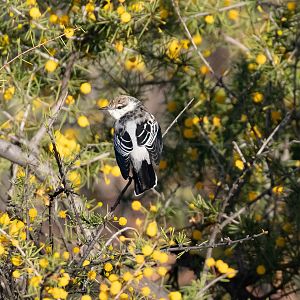 White-winged Triller female