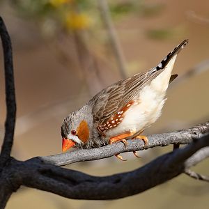 Zebra Finch