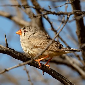 Zebra Finch