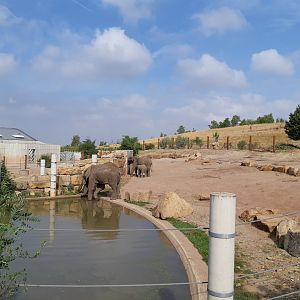 African elephant exhibit - Zoopark Erfurt