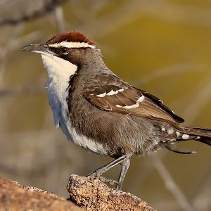 Chestnut-crowned Babbler