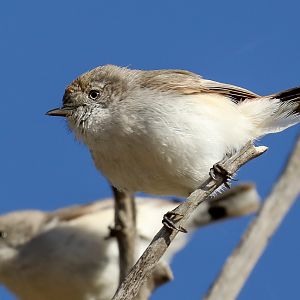 Chestnut-rumped Thornbill