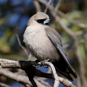 Black-faced Woodswallow