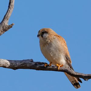 Nankeen Kestrel