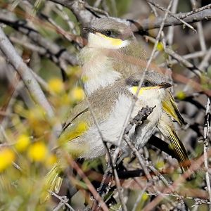 Singing Honeyeaters