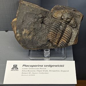 Placoparina sedgwickii