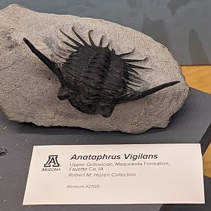 Anataphrus vigilans