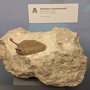 Asaphus kowalewskii
