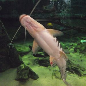 Duckbill Catfish - Zooparc de Beauval - 01/2022