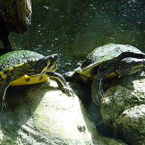 Slider species ID (Zoo Osnabruck)