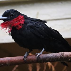 Purple-throated fruitcrow (Querula purpurata)