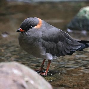 Rufous-collared pratincole (Glareola nuchalis liberiae)