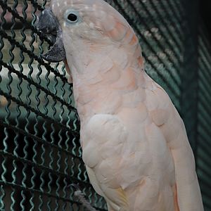 Salmon-crested cockatoo (Cacatua moluccensis)