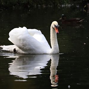 Mute swan (Cygnus olor)