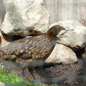 Satyr tragopan - Tragopan satyra
