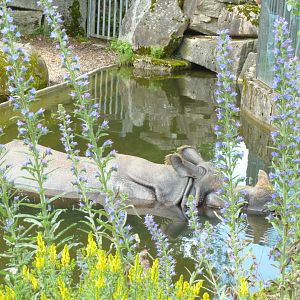 Greater one-horned rhinoceros - Rhinoceros unicornis