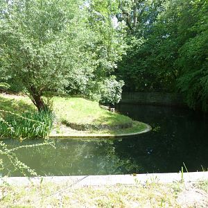 Siberian tiger - Panthera tigris altaica