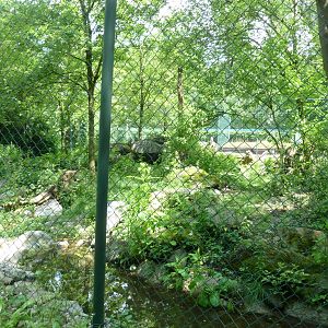 European wolverine enclosure