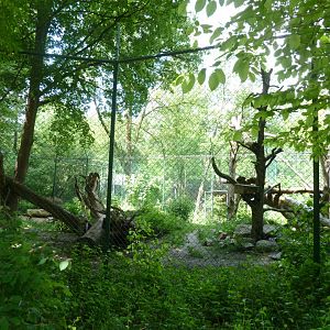 European wolverine enclosure