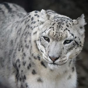 [July 2022] Big Cat Country- snow leopard (Panthera uncia)