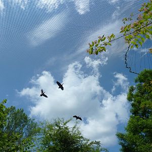 Large aviary - White-faced whistling duck