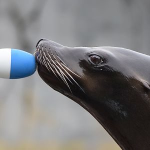 [July 2022] Sea Lion Sound- California sea lion (Zalophus californianus) training