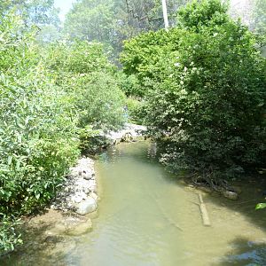 Large aviary - stream