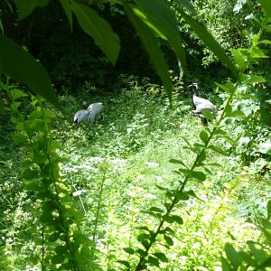 Large aviary - Demoiselle crane - Anthropoides virgo