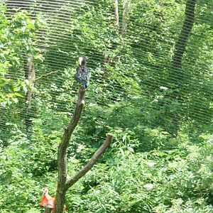 Large aviary - General view