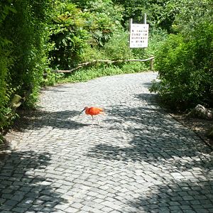 Large aviary - Central pathway - Scarlet ibis