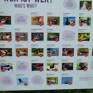 Large aviary - Species list