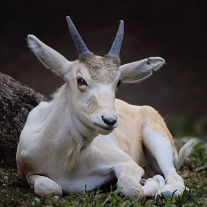 [July 2022] Red Rocks- addax (Addax nasomaculatus) calf lying