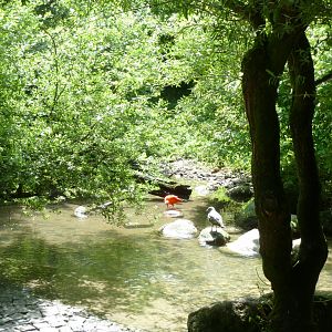 Large aviary - Scarlet ibis and Grey gull